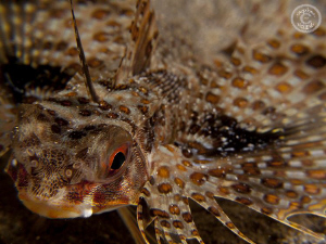 Flying Gunard in full spread.  Canon G10, dual Inon UCL16... by Stephen Holinski 